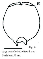 Brachionus angularis bidens