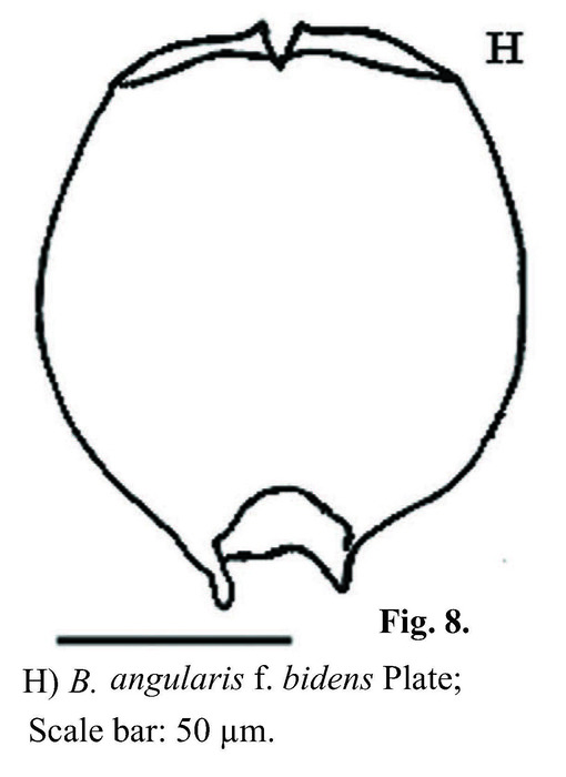 Brachionus angularis bidens