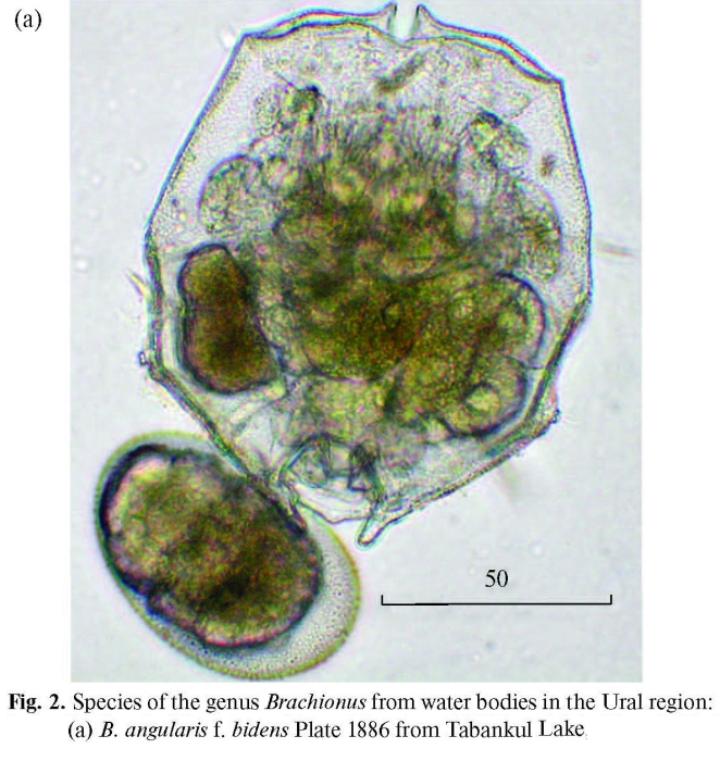 Brachionus angularis bidens