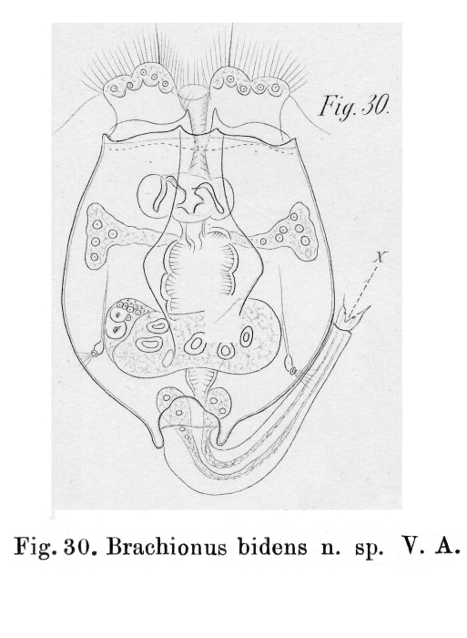 Brachionus angularis bidens - Original description image