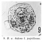 Brachionus angularis bidens f. papillosus - Original description image