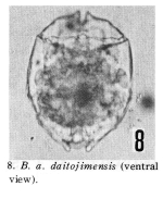 Brachionus angularis daitojimensis - Original description image