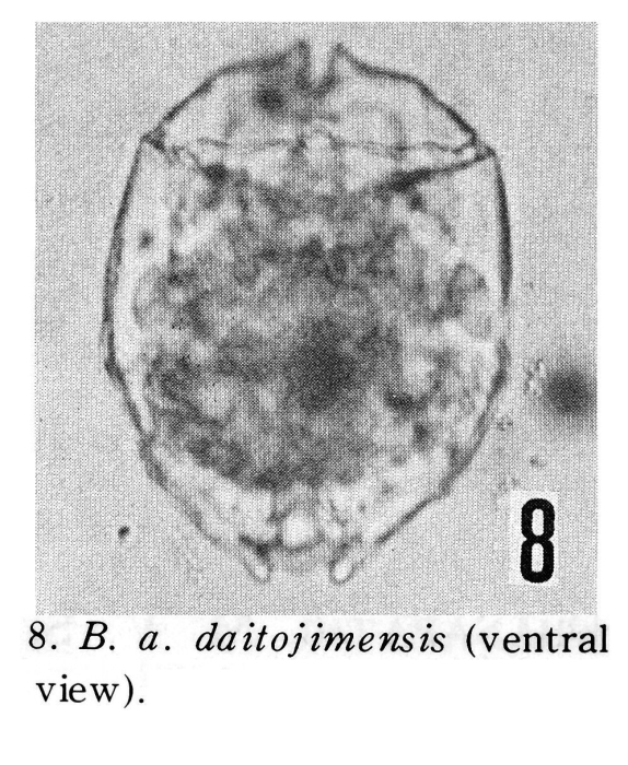 Brachionus angularis daitojimensis - Original description image