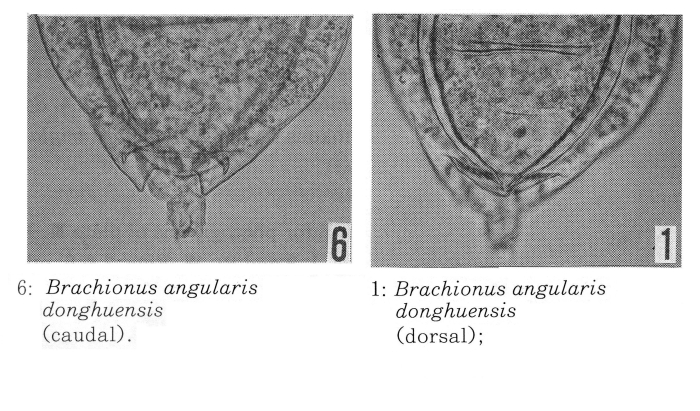 Brachionus angularis donghuensis