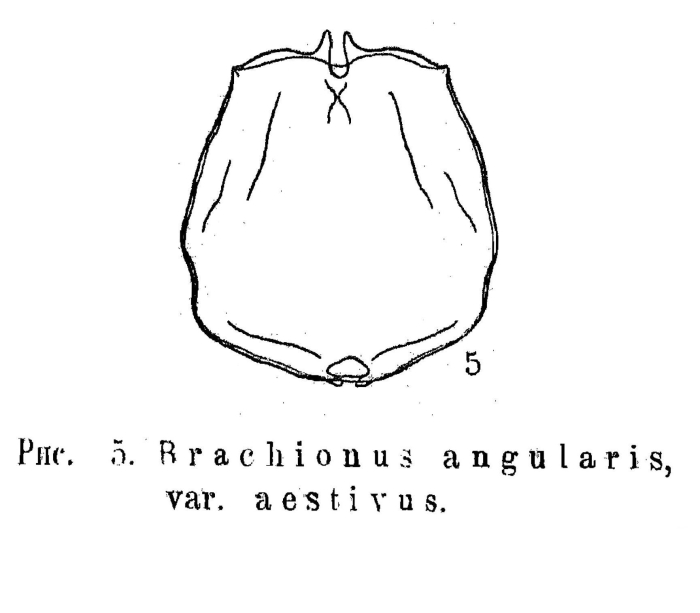 Brachionus angularis f. aestivus