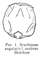 Brachionus angularis f. aestivus