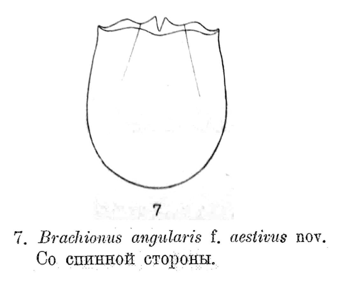 Brachionus angularis f. aestivus - Original description image
