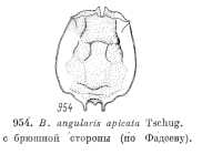Brachionus angularis f. apicata