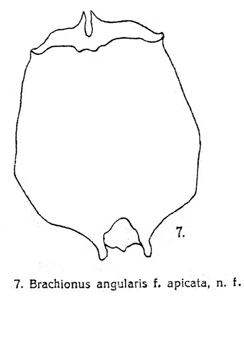Brachionus angularis f. apicata - Original description image