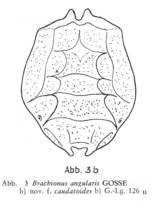 Brachionus angularis f. caudatoides - Original description image