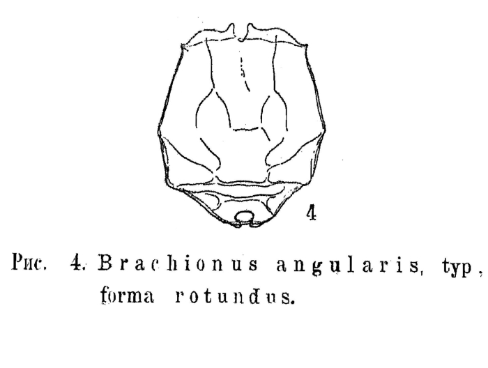 Brachionus angularis f. rotundus - Original description image