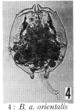 Brachionus angularis orientalis - Original description image