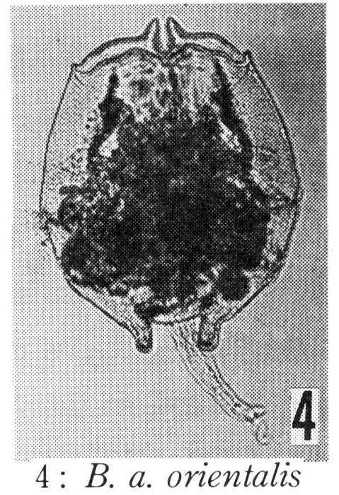 Brachionus angularis orientalis - Original description image