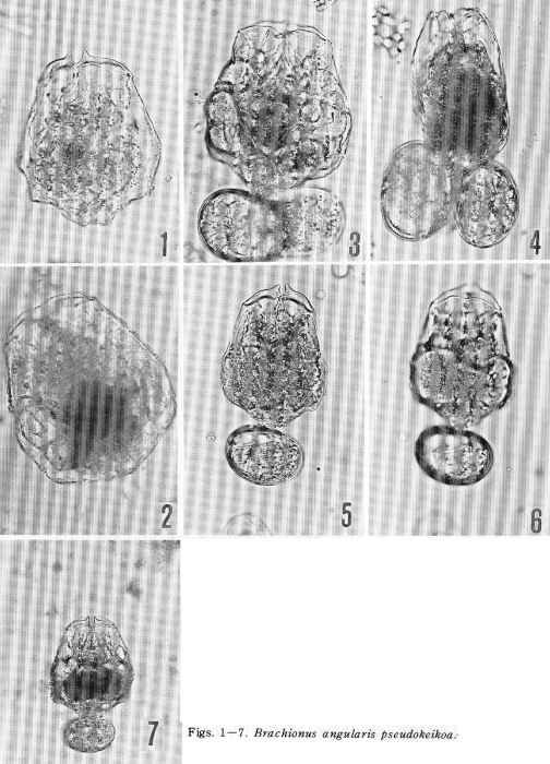 Brachionus angularis pseudokeikoa - Original description image