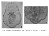Brachionus angularis pyriformis