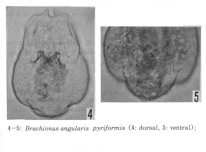 Brachionus angularis pyriformis