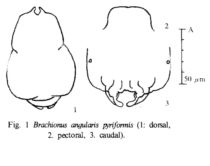 Brachionus angularis pyriformis - Original description image