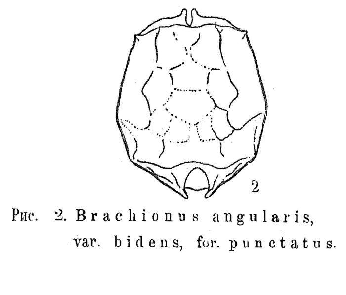 Brachionus angularis var. bidens f. punctatus - Original description image