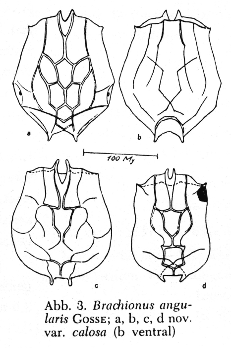 Brachionus angularis var. calosa - Original description image