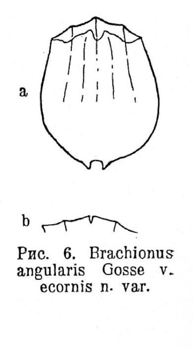 Brachionus angularis var. ecornis - Original description image