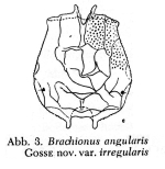 Brachionus angularis var. irregularis - Original description image