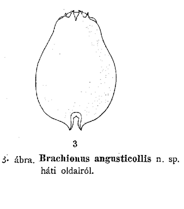 Brachionus angusticollis - Original description image