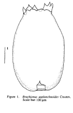 Brachionus asplanchnoidis