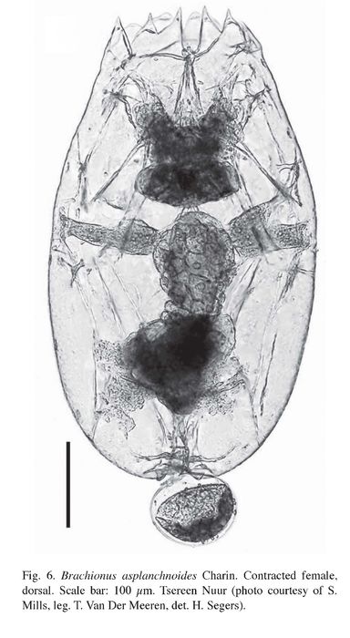 Brachionus asplanchnoidis Brachionus asplanchnoidis