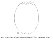 Brachionus asplanchnoidis