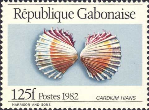 Cardium hians Cardium hians