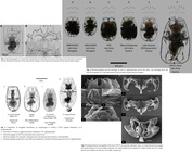 Brachionus asplanchnoidis