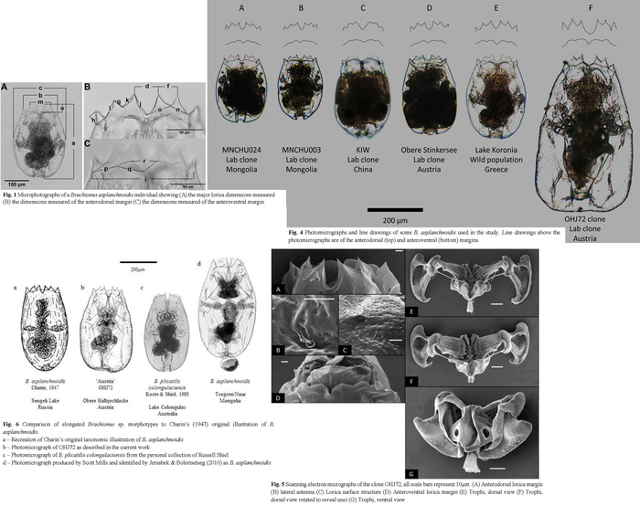 Brachionus asplanchnoidis Brachionus asplanchnoidis