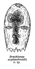 Brachionus asplanchnoidis - Original description image