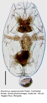 Brachionus asplanchnoidis