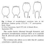 Brachionus austrogenitus