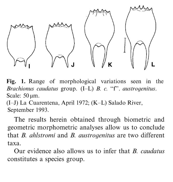 Brachionus austrogenitus