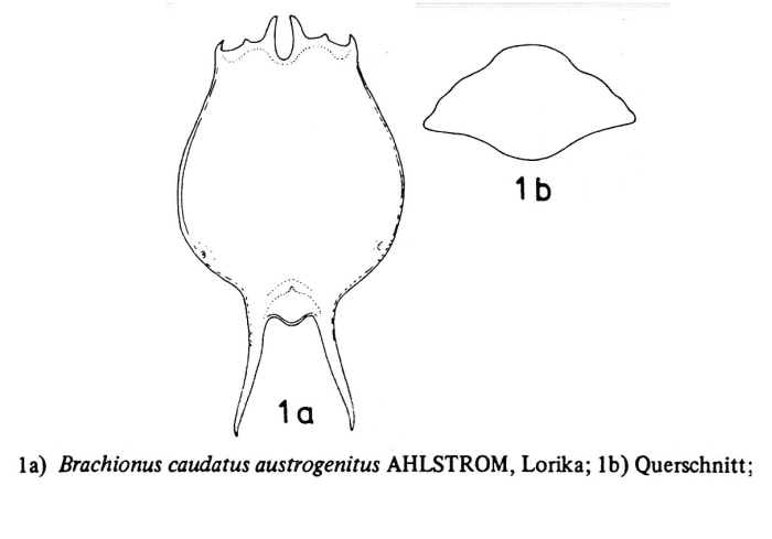 Brachionus austrogenitus