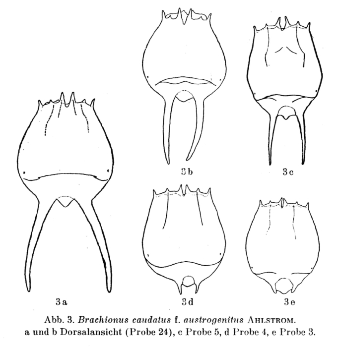 Brachionus austrogenitus