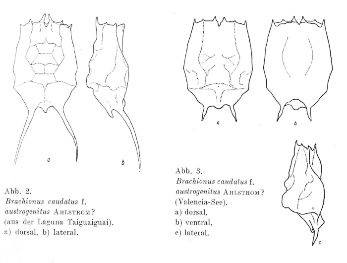 Brachionus austrogenitus