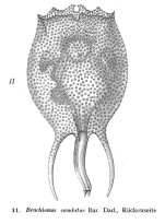 Brachionus austrogenitus