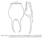 Brachionus austrogenitus - Original description image