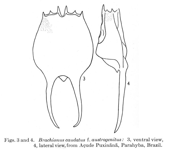 Brachionus austrogenitus - Original description image