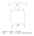 Brachionus bakeri