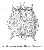 Brachionus bakeri