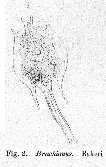 Brachionus bakeri