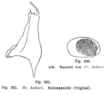 Brachionus bakeri