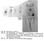 Brachionus bakeri