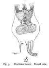 Brachionus bakeri