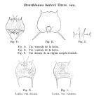 Brachionus bakeri