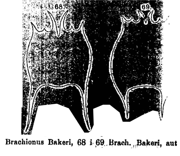 Brachionus bakeri